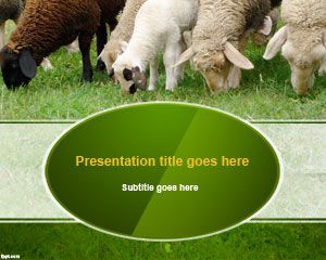 Plantilla PowerPoint de lana de oveja