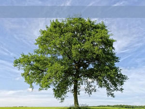 Un modello Albero powerpoint enorme