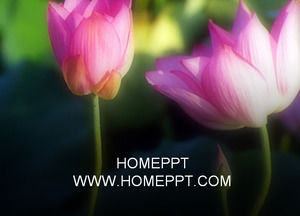 lotus artificiel PPT modèle télécharger