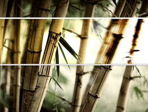 бамбуковый