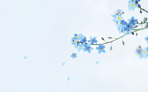 Beautiful blue flower PPT background picture