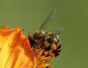 Bee Pollinating um modelo powerpoint Flower
