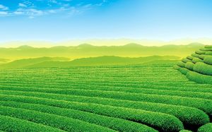 Chashan Tea Garden Scenery PPT Background Picture