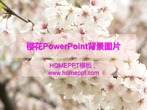 Kiraz Çiçeği PowerPoint arka plan görüntüsü ücretsiz indir