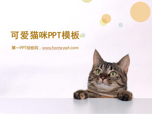 可爱的猫幻灯片模板下载