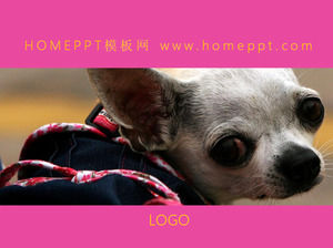 Cute Chihuahua animal PPT template
