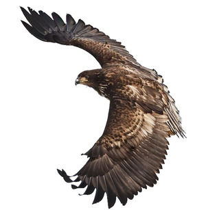 Eagle eagle wings fly HD free buckle png big picture