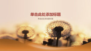 Flying dandelion PPT background picture
