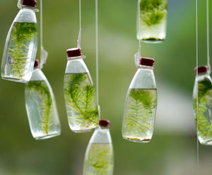 Botella Botella de agua de cristal verde musgo Planta PPT imagen de fondo