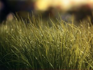 Grass PPT background image download