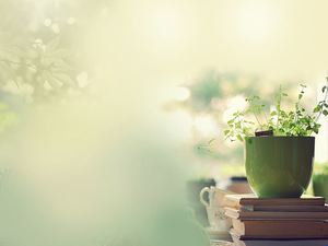 Green flower pots plant slideshow background picture