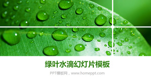 Green Leaves fresche Gocce PowerPoint Template Scarica