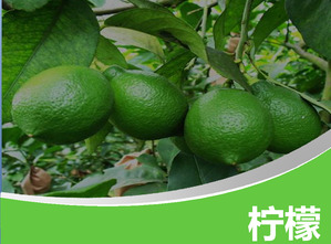 Green Lemon PowerPoint Template Baixar