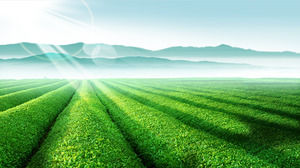 Grünes Landsitz-Tee-Garten-PPT-Hintergrund-Bild