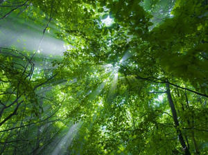 ضوء الشعاع يمر من خلال قالب باور بوينت الأشجار