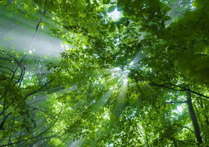 Light Beam Passing Through the Trees powerpoint template