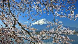 Mount Fuji Cherry Blossom Slideshow Background Picture