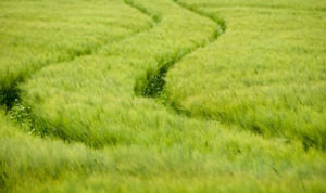 La naturaleza Campo Campo plantilla de PowerPoint