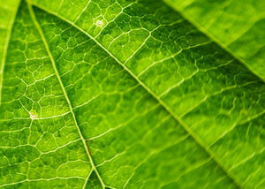 Natura Fern Leaf illustrazione del modello di powerpoint