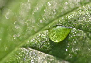 Natureza Folha Verde Com o modelo de PowerPoint de água
