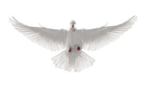Peace Dove HD Free Fringe png Picture