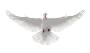 Peace Dove HD Gratuit Fringe png image