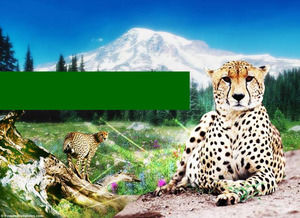Puma защиты животных Powerpoint шаблоны