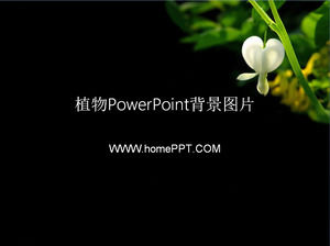 Vingt-deux plantes noir image d'arrière-plan PowerPoint